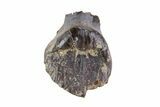 Ankylosaur Tooth - Montana #67808-1